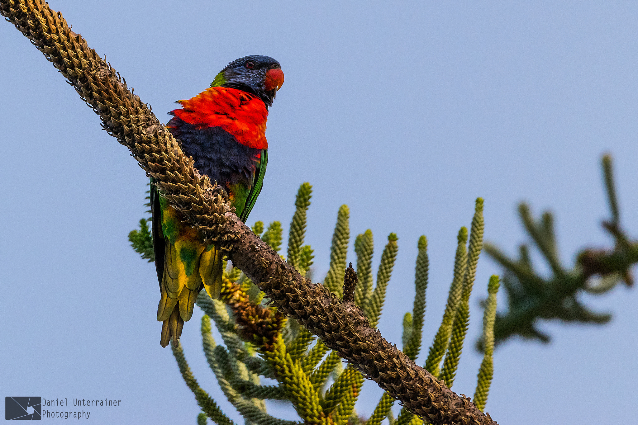 Sigma 150-600mm F5-6.3 DG OS HSM | C sample photo. Singing in the morning photography