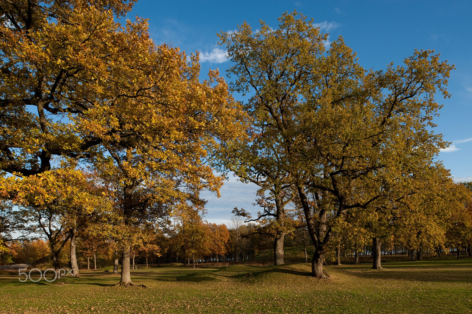 Nikon D700 + Nikon PC-E Nikkor 24mm F3.5D ED Tilt-Shift sample photo. Borre photography