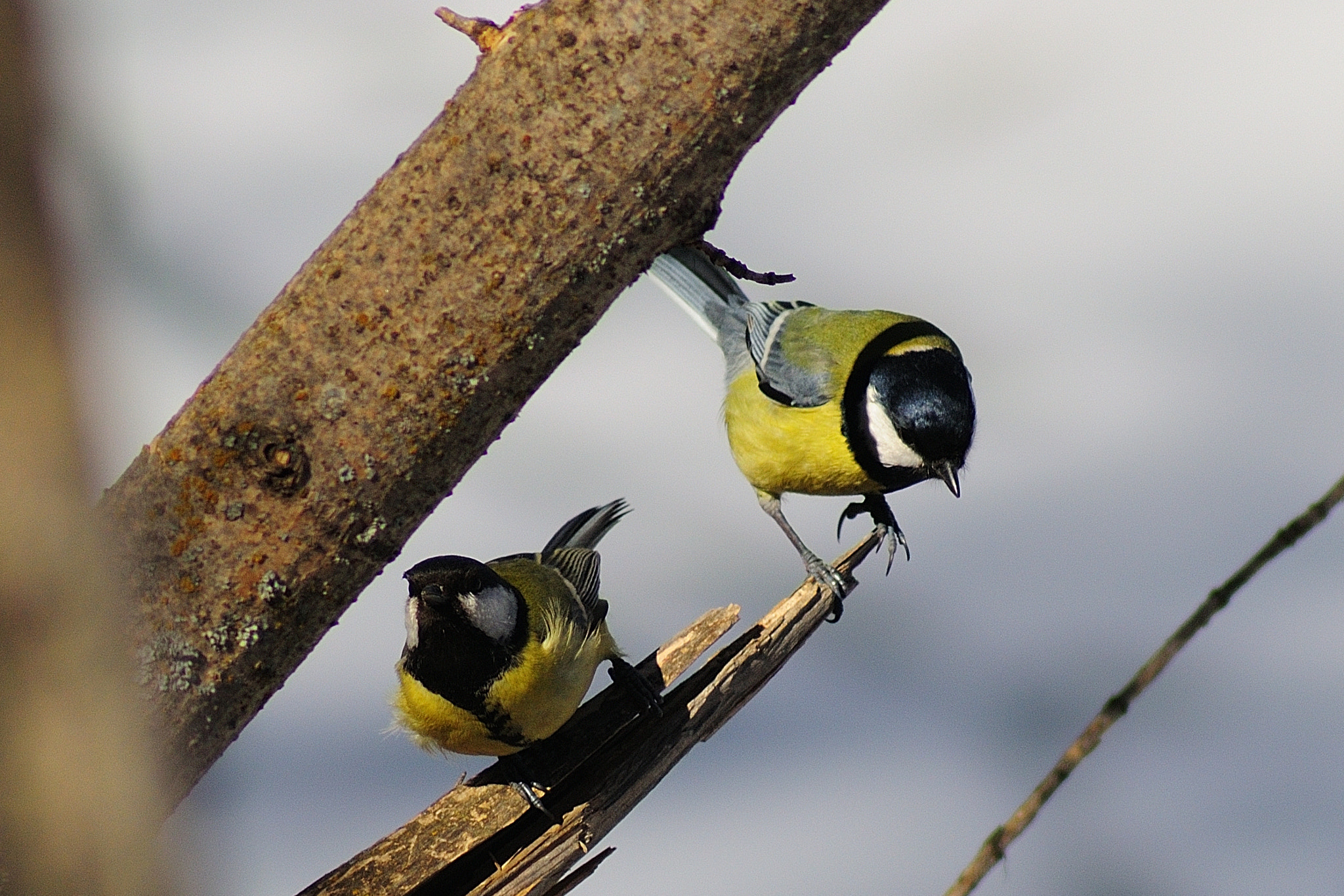 Nikon D300 sample photo. Great tit photography