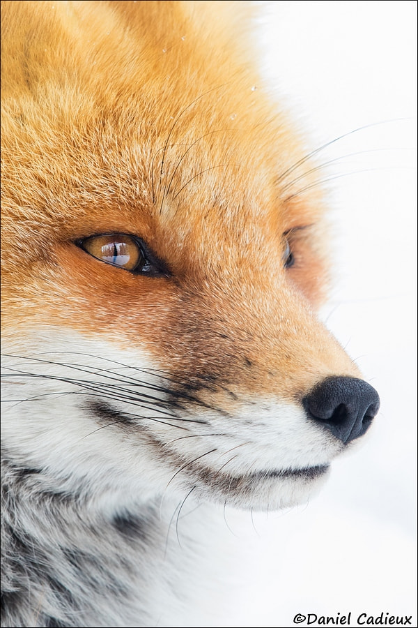 Canon EF 500mm F4L IS II USM sample photo. Contemplative red fox photography