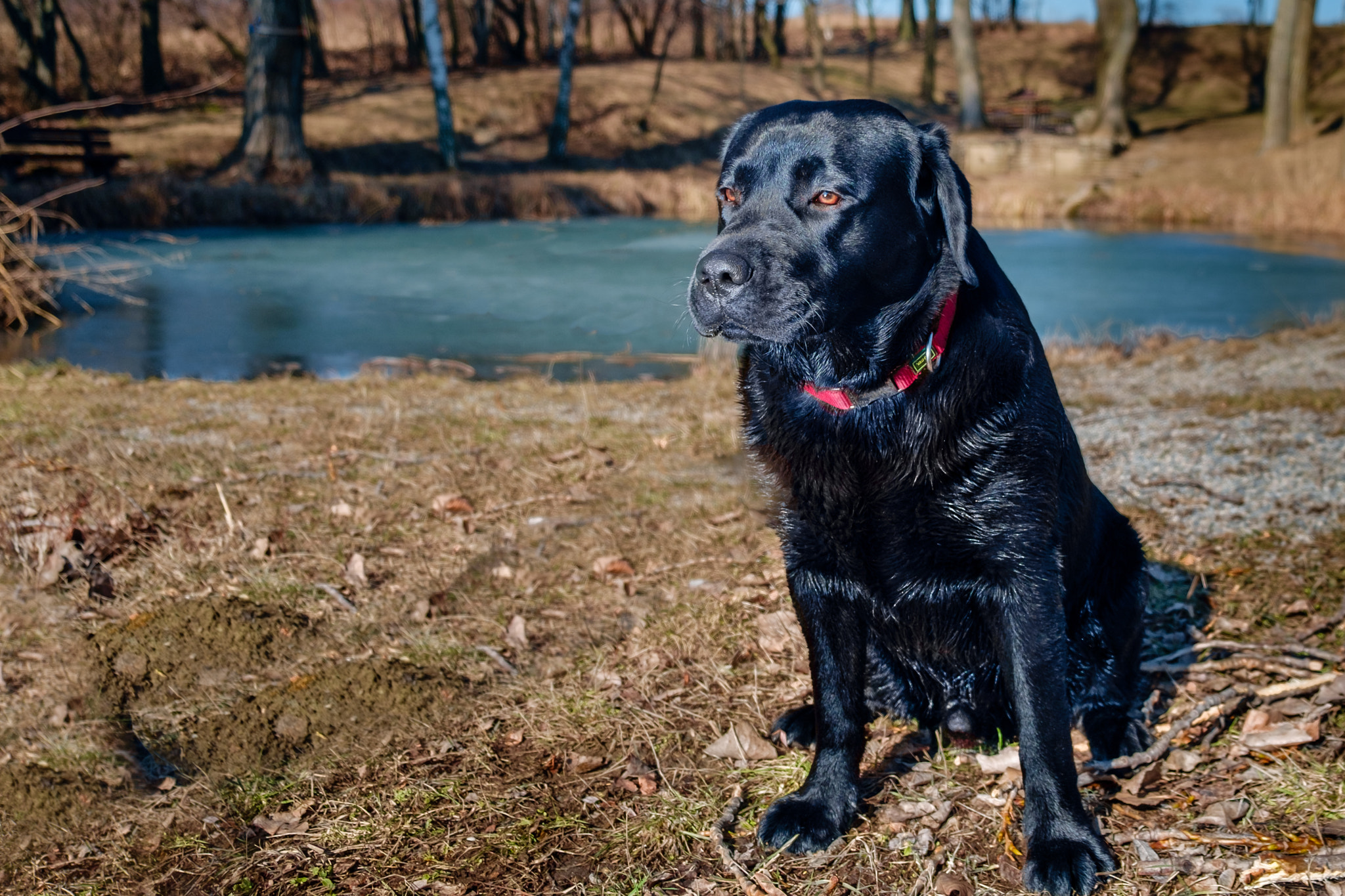 Fujifilm X-Pro1 + Fujifilm XF 18-55mm F2.8-4 R LM OIS sample photo. Black labrador at the pond photography