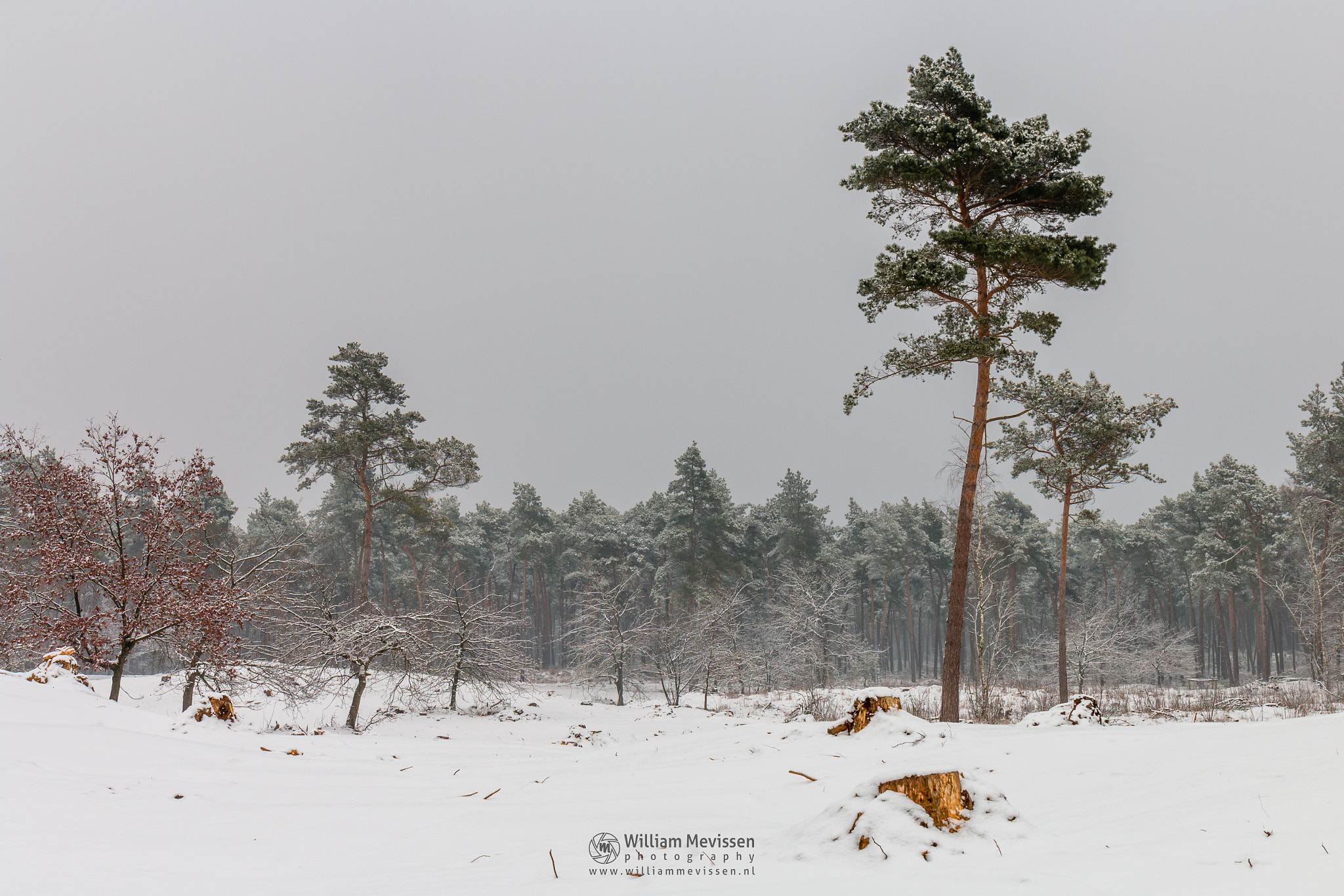 Canon EF 24-70mm F4L IS USM sample photo. Pine trees in the snow photography