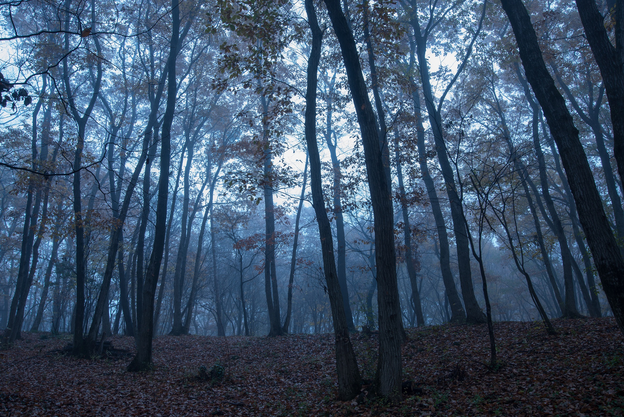 Nikon D800 sample photo. Foggy forest photography