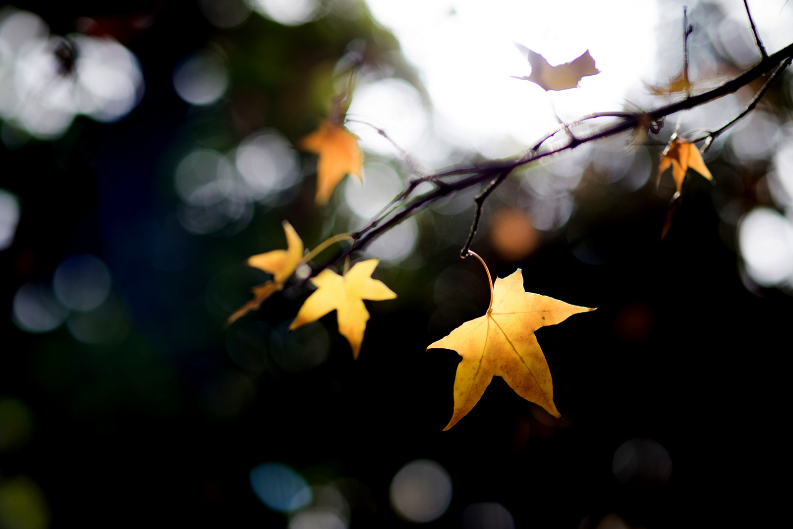 Sony Planar T* 85mm F1.4 ZA sample photo