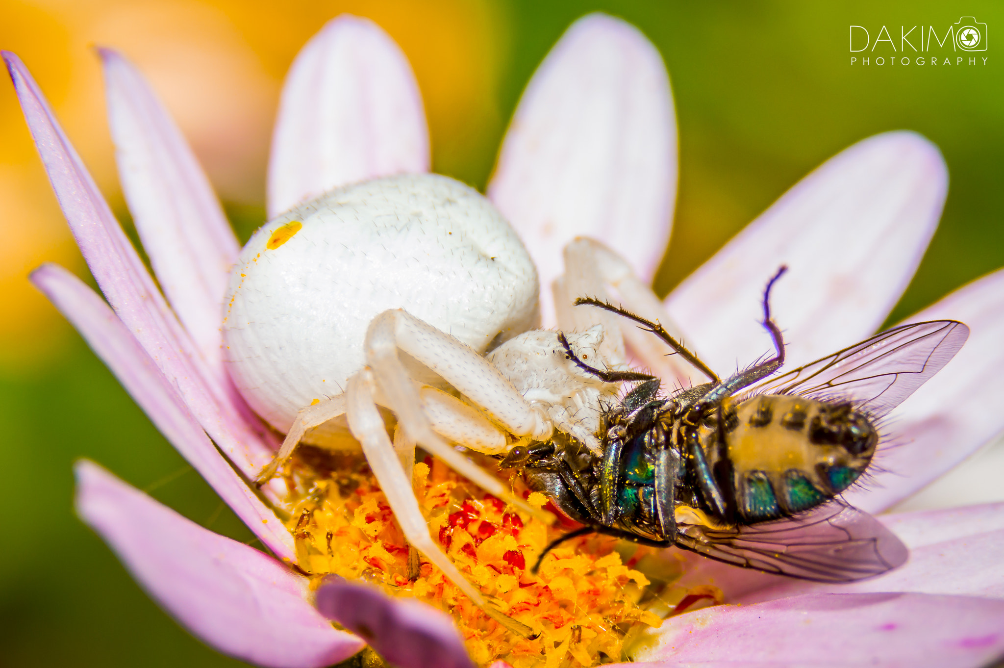 Sigma 105mm F2.8 EX DG OS HSM sample photo. Spider eating photography