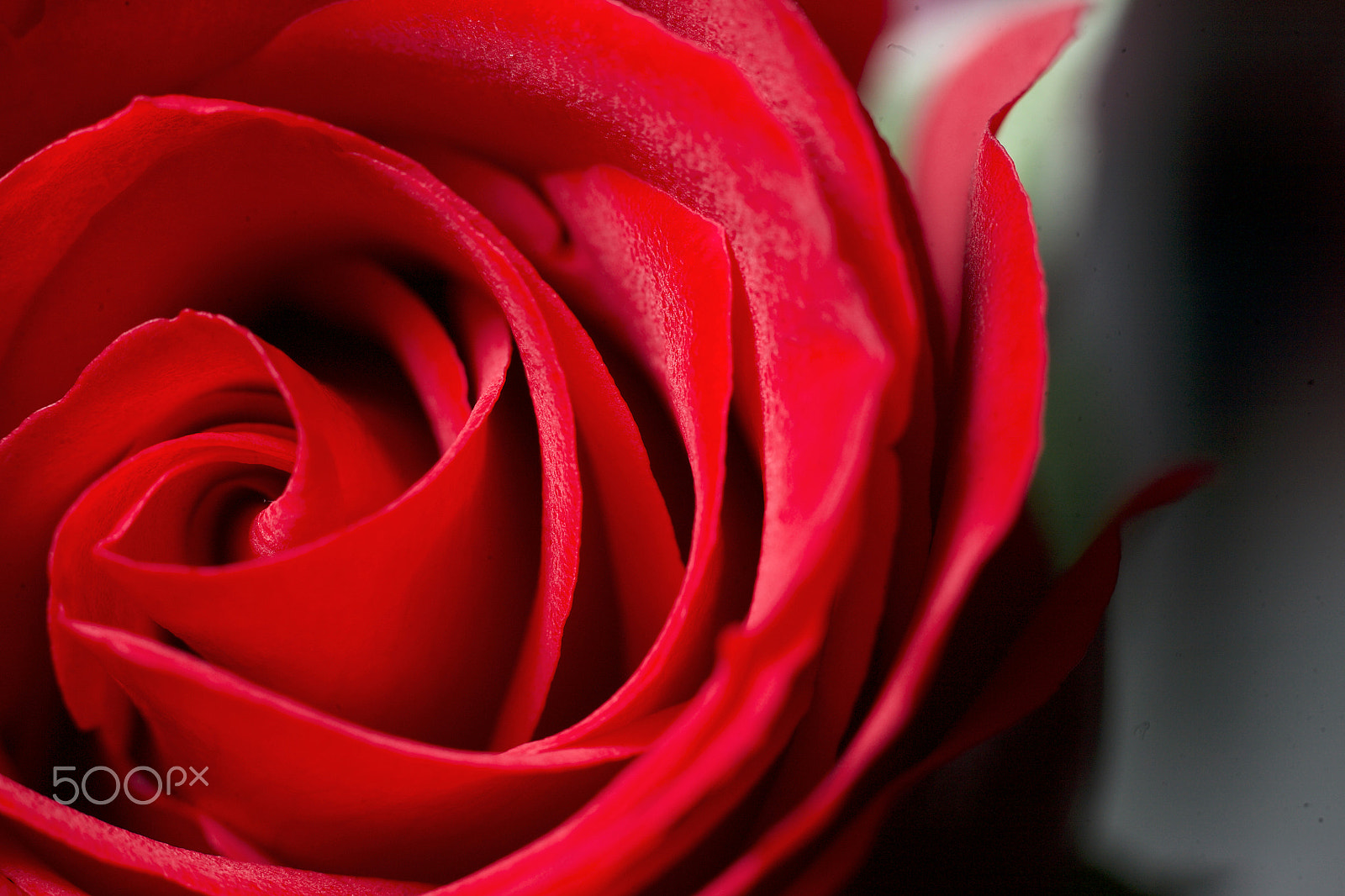 Canon EF 35-80mm f/4-5.6 sample photo. Rose photography