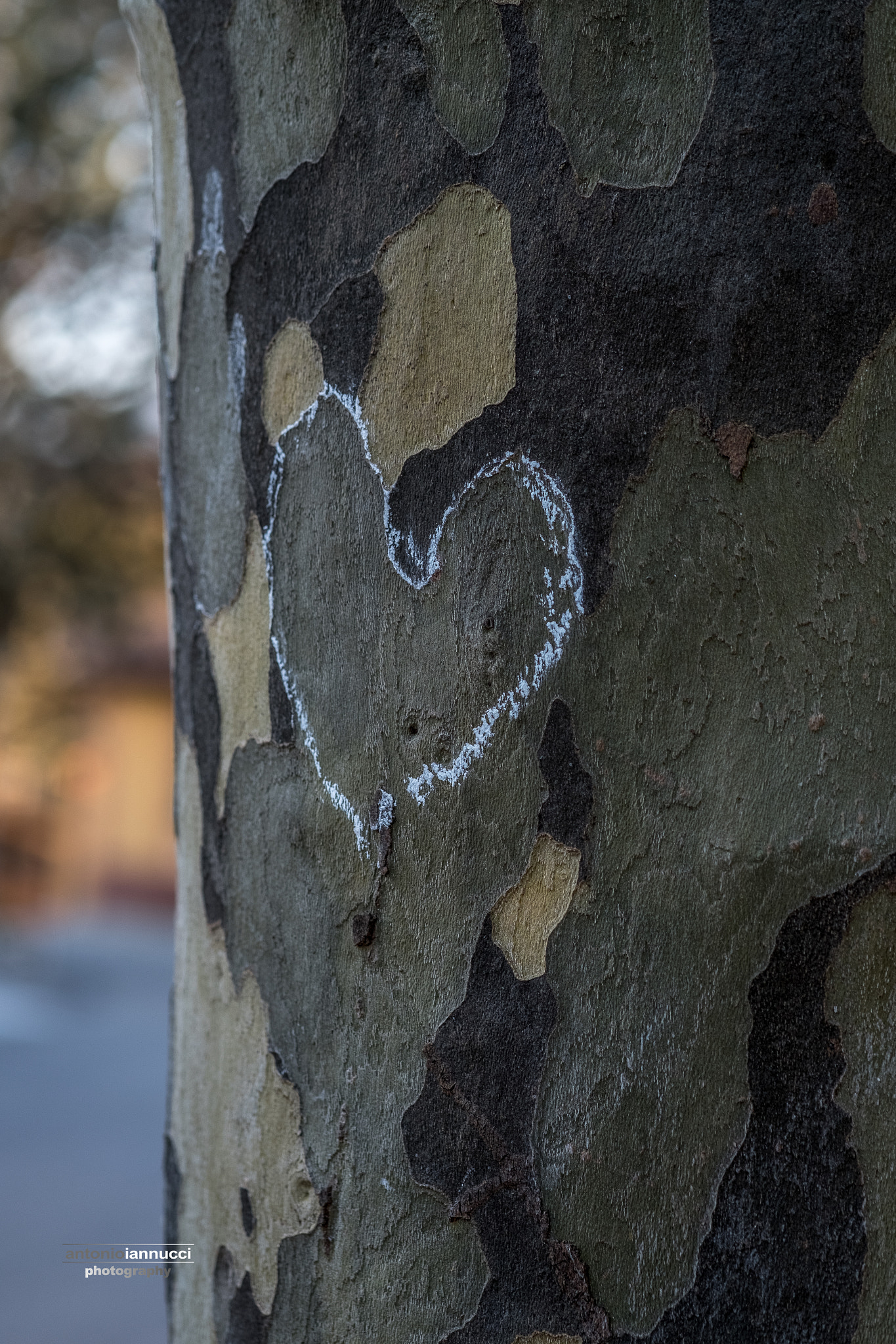 Fujifilm X-T2 + Fujifilm XF 60mm F2.4 R Macro sample photo. Love photography