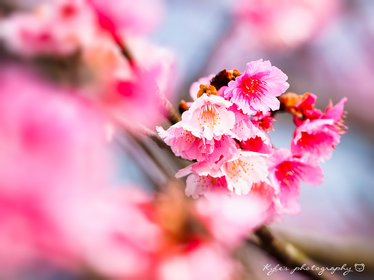 Olympus OM-D E-M1 sample photo. Sakura photography