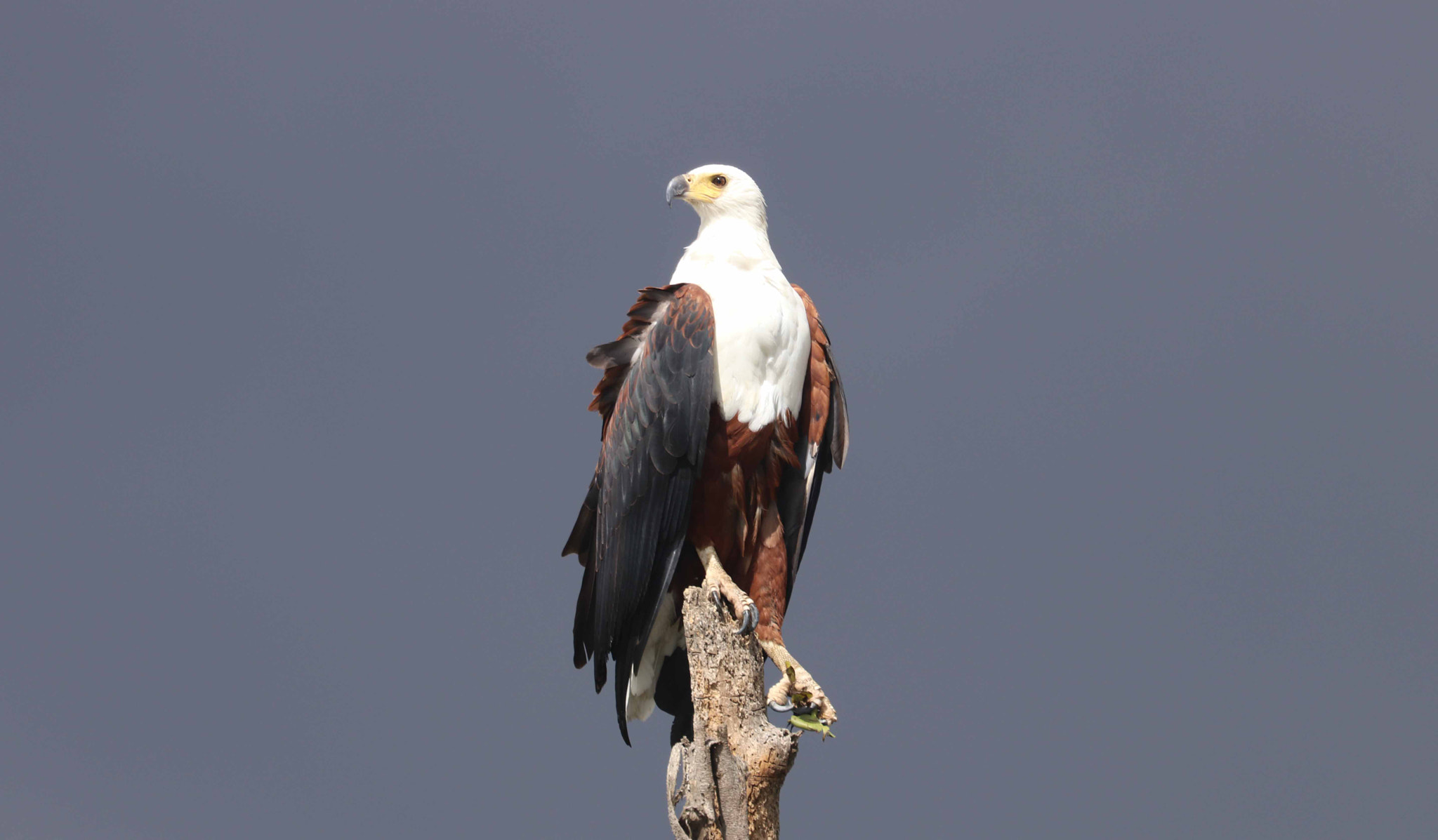 Canon EOS 80D sample photo. African fish eagle in lake naivasha, kenya photography