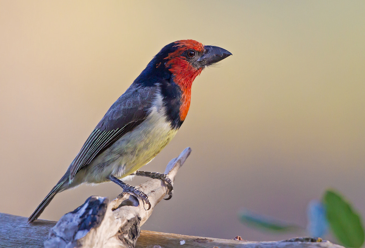 Canon EOS-1D Mark IV + Canon EF 300mm F2.8L IS II USM sample photo. Blackcollaredbarbet photography