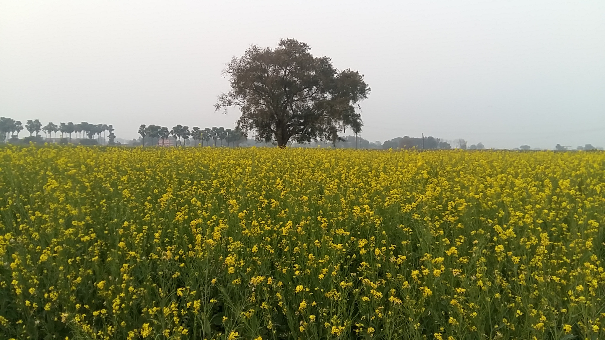 Samsung Galaxy A7 sample photo. Mustard farm-bihar-india photography