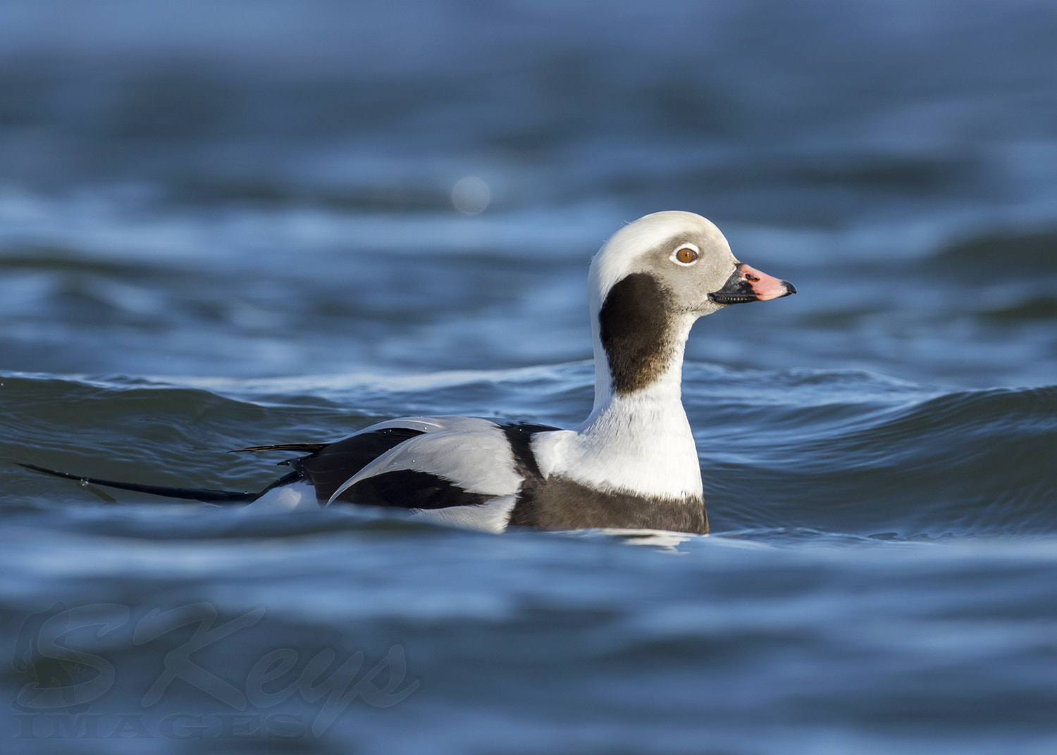 Nikon D7200 sample photo. Handsome (long-tailed duck) photography
