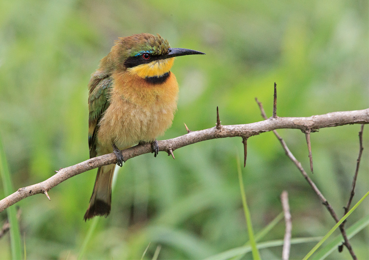 Canon EF 300mm F2.8L IS II USM sample photo. Littlebee eater photography