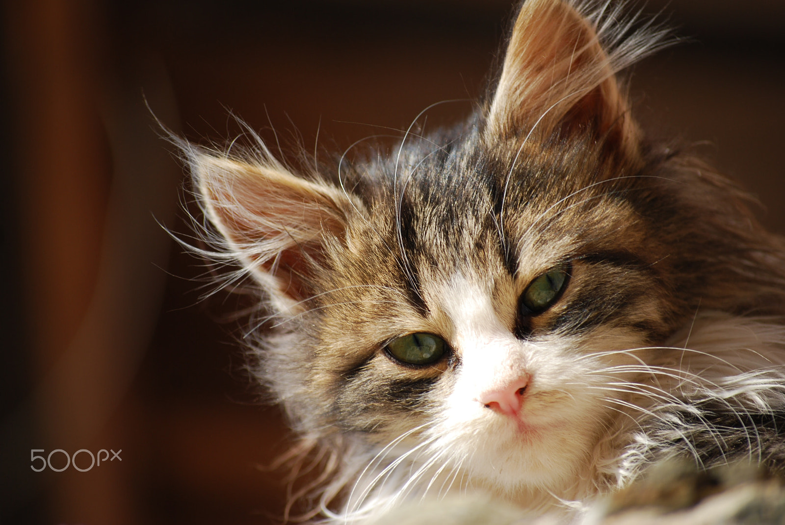 Nikon D40X sample photo. Cat portrait photography