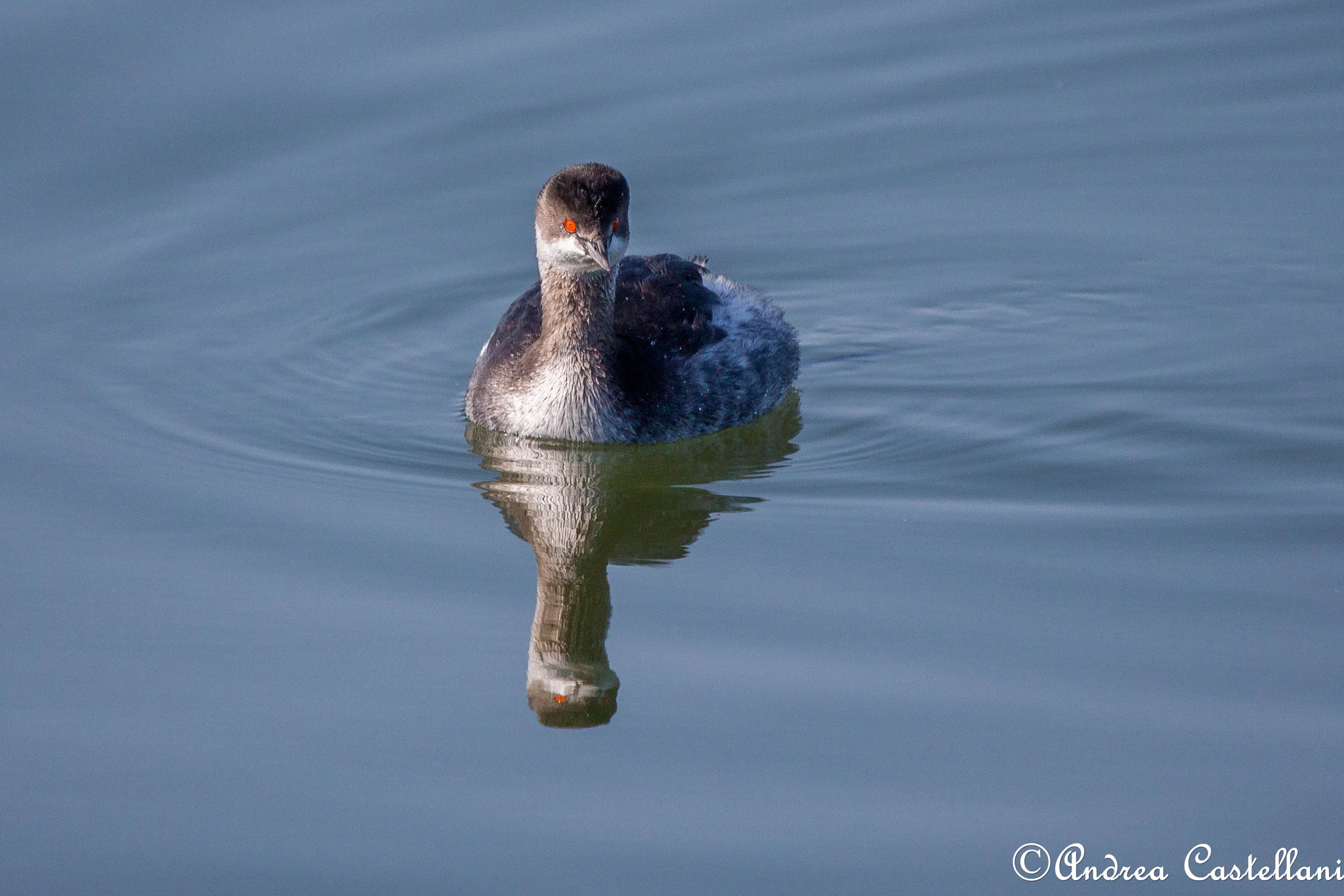 Canon EOS 500D (EOS Rebel T1i / EOS Kiss X3) + Canon EF 100-400mm F4.5-5.6L IS USM sample photo. Black-necked grebe - svasso minore photography