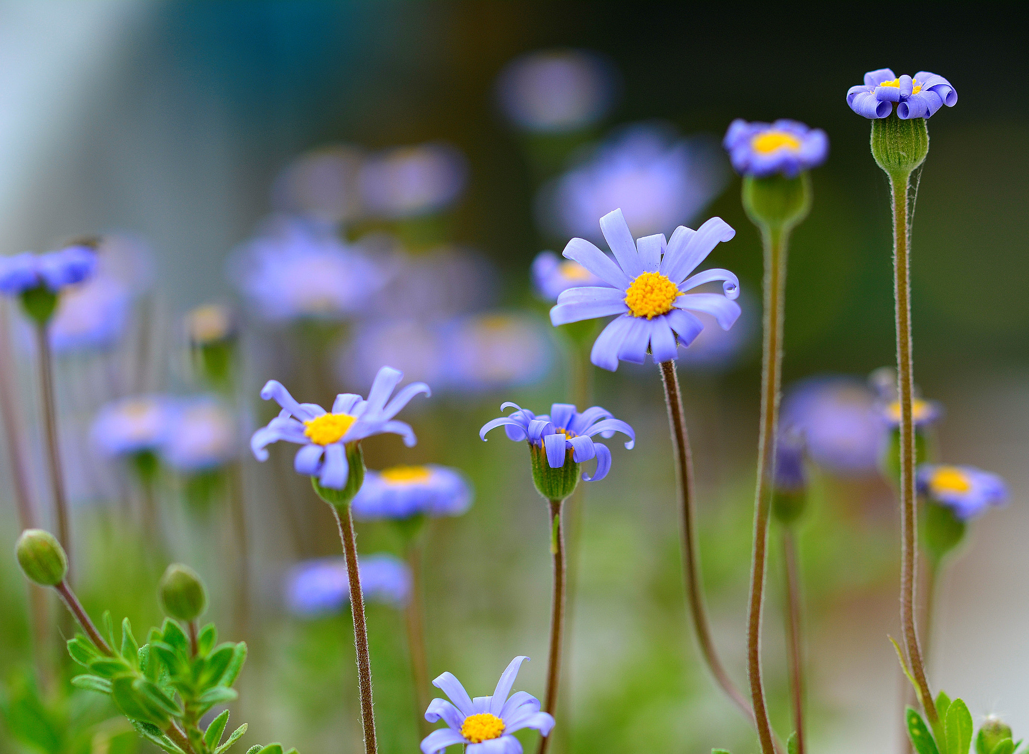 Nikon D7100 sample photo. Flower-blue photography