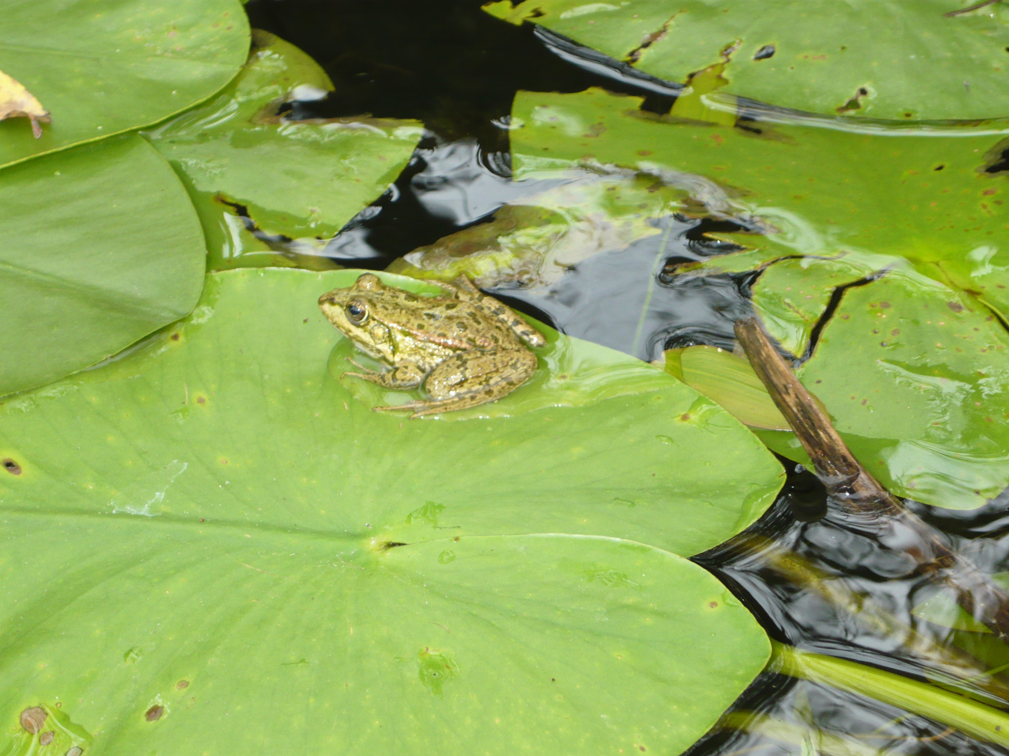 Panasonic Lumix DMC-LS80 sample photo. The frog... photography