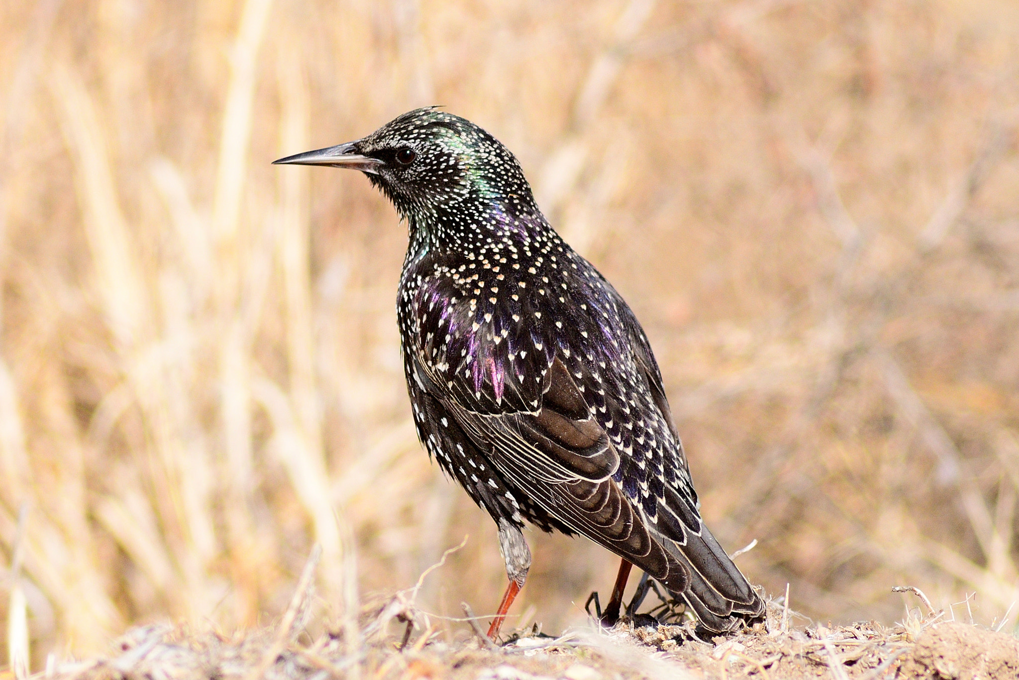 Nikon D300 + Tokina AT-X 400 AF SD (AF 400mm f/5.6) sample photo. Starling photography