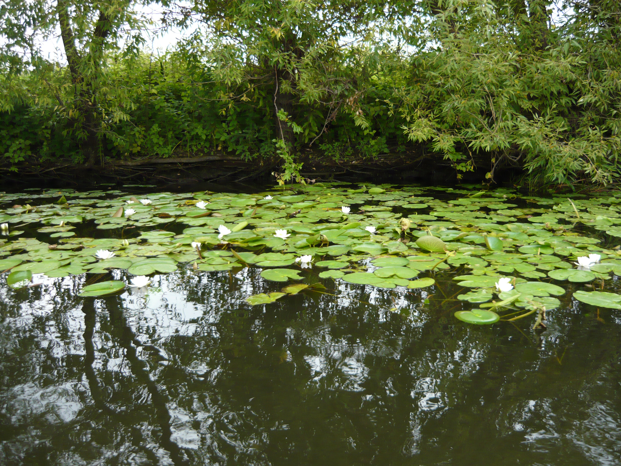 Panasonic Lumix DMC-LS80 sample photo. Waterlilies... photography