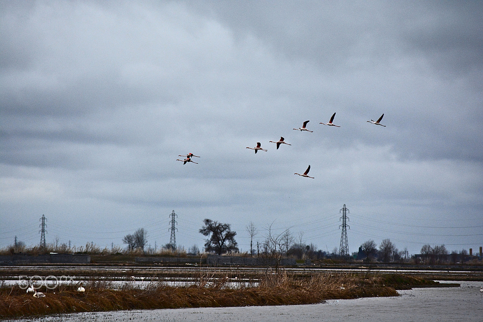 Nikon D7100 sample photo. Siberian cranes photography
