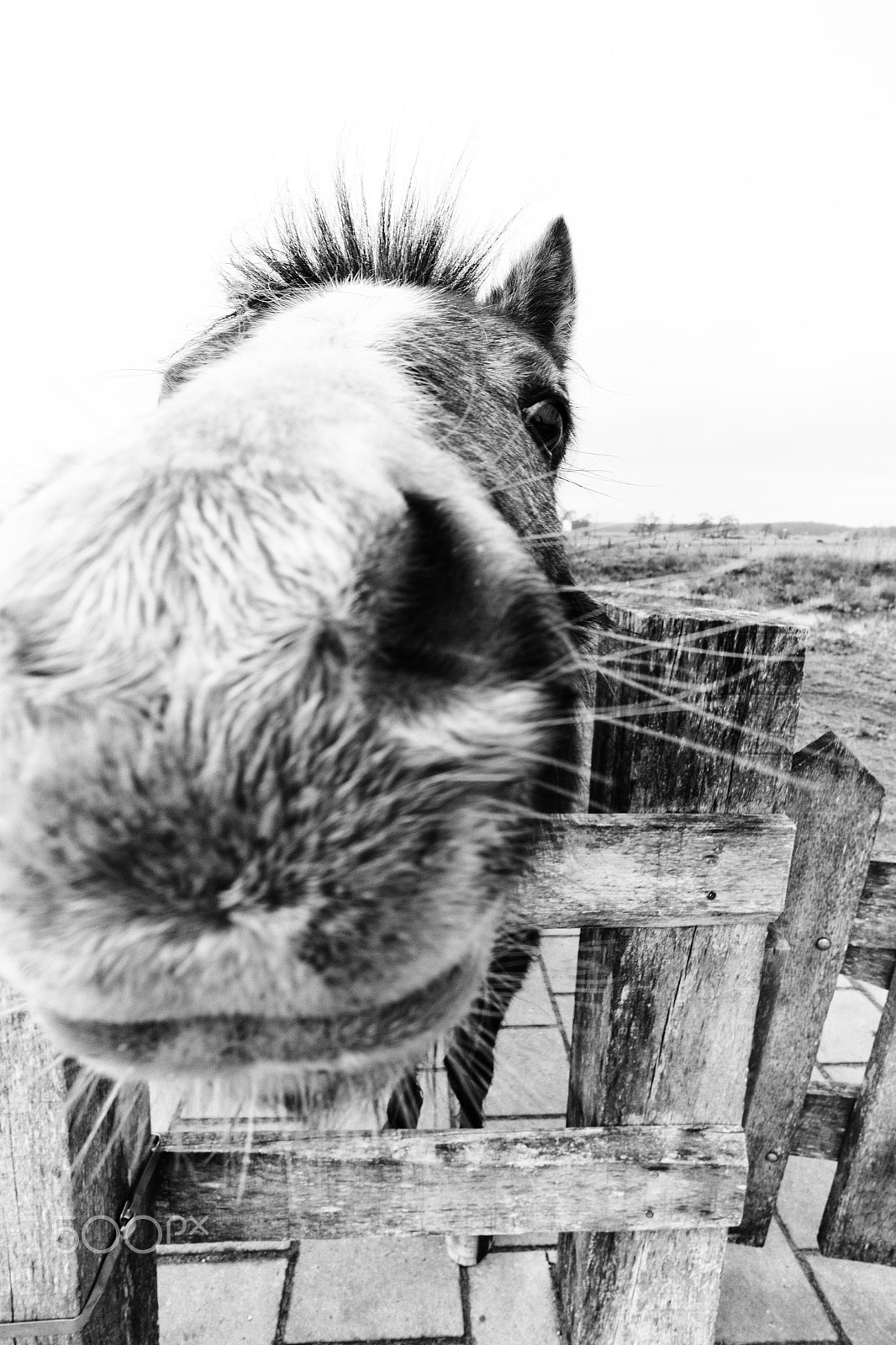 Sony a6300 + ZEISS Touit 12mm F2.8 sample photo. Horse discovers camera photography