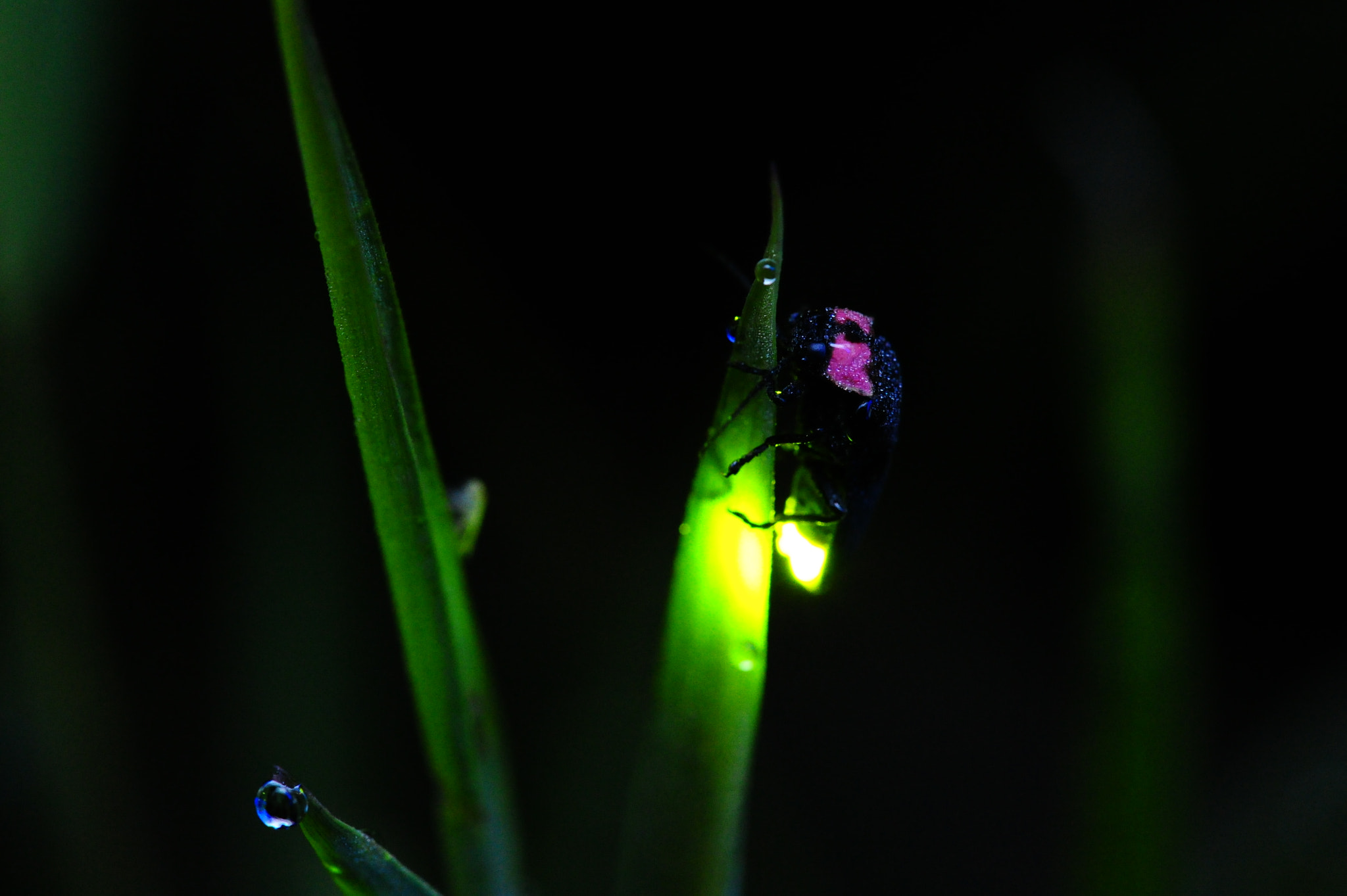 Nikon D3S sample photo. Auld lang syne photography