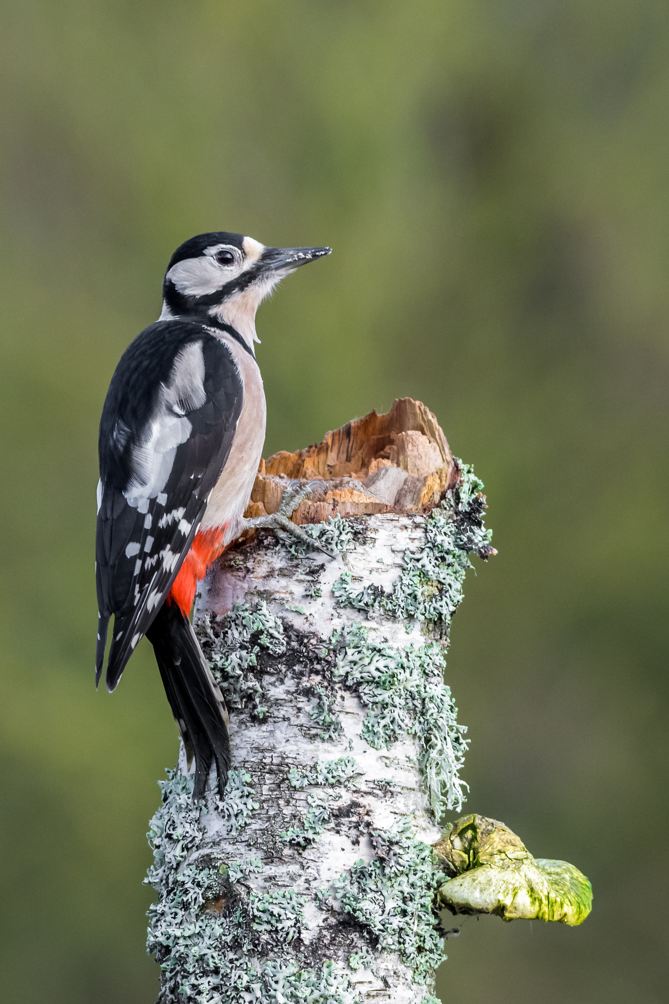 Sigma 150-600mm F5-6.3 DG OS HSM | C sample photo