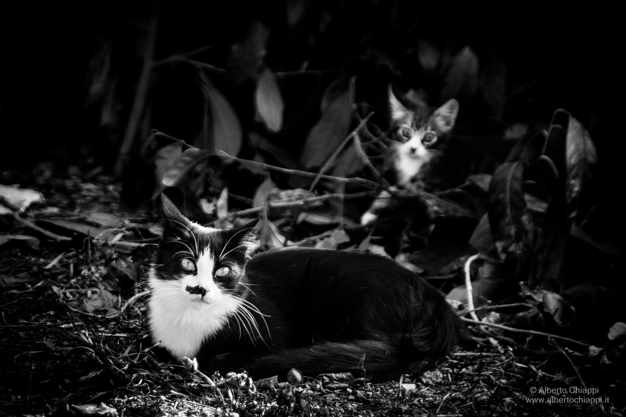 Tamron SP 24-70mm F2.8 Di VC USD sample photo. Behind the cat photography