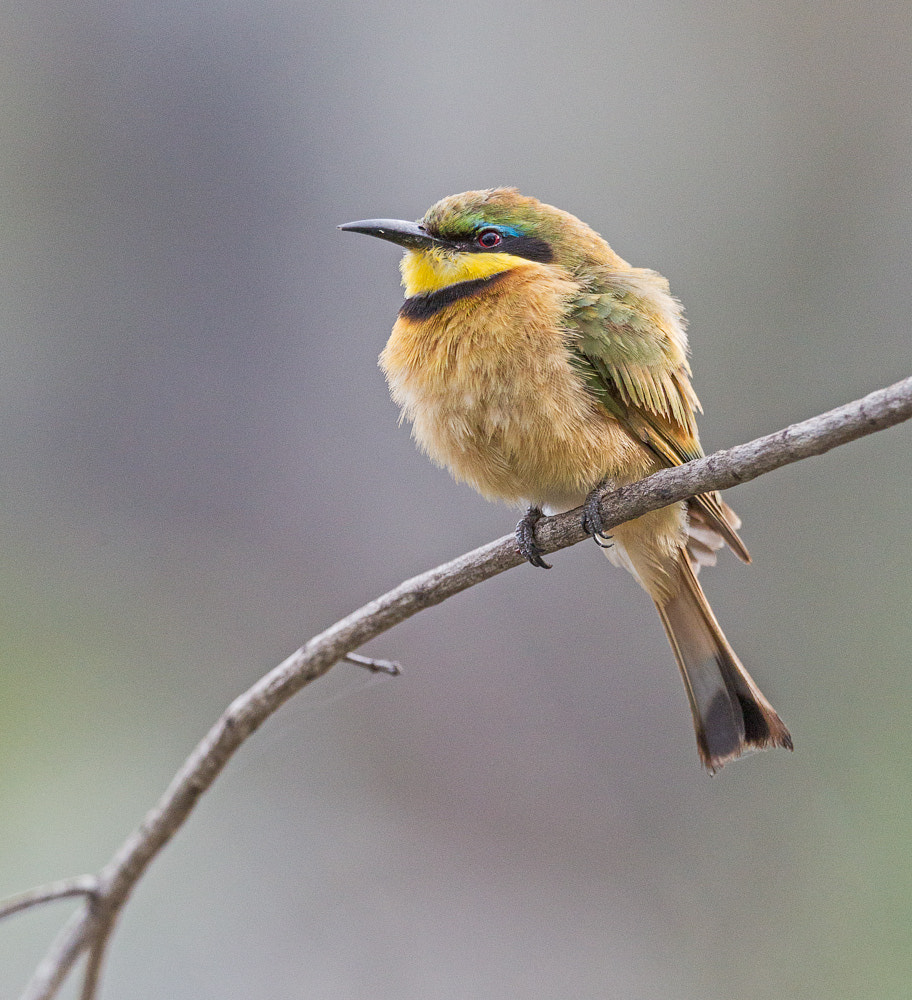 Canon EF 300mm F2.8L IS II USM sample photo. Lbe photography
