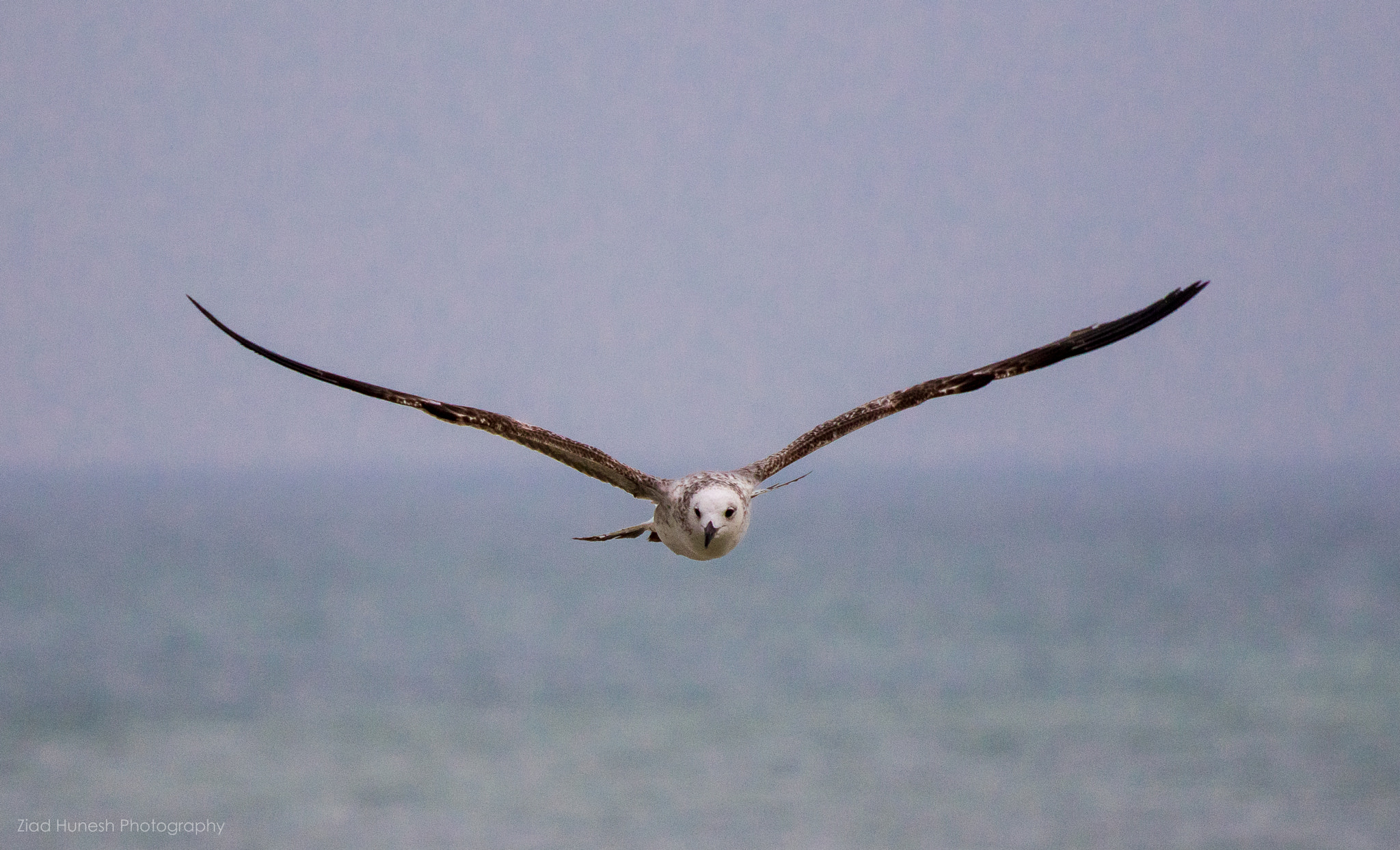 Canon EOS 7D Mark II + Canon EF 70-300mm F4-5.6 IS USM sample photo. Seagull photography