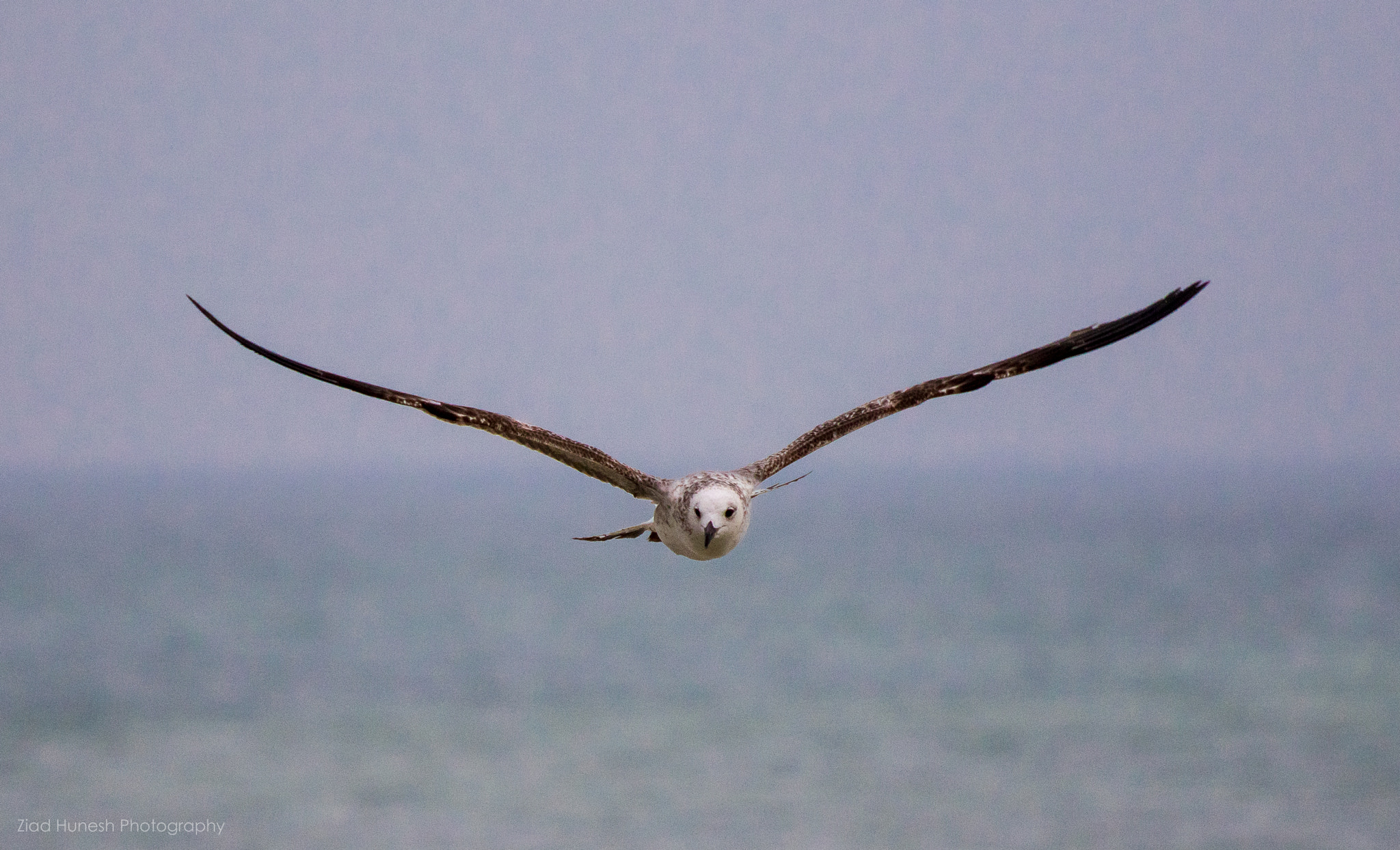 Canon EF 70-300mm F4-5.6 IS USM sample photo. Seagull photography