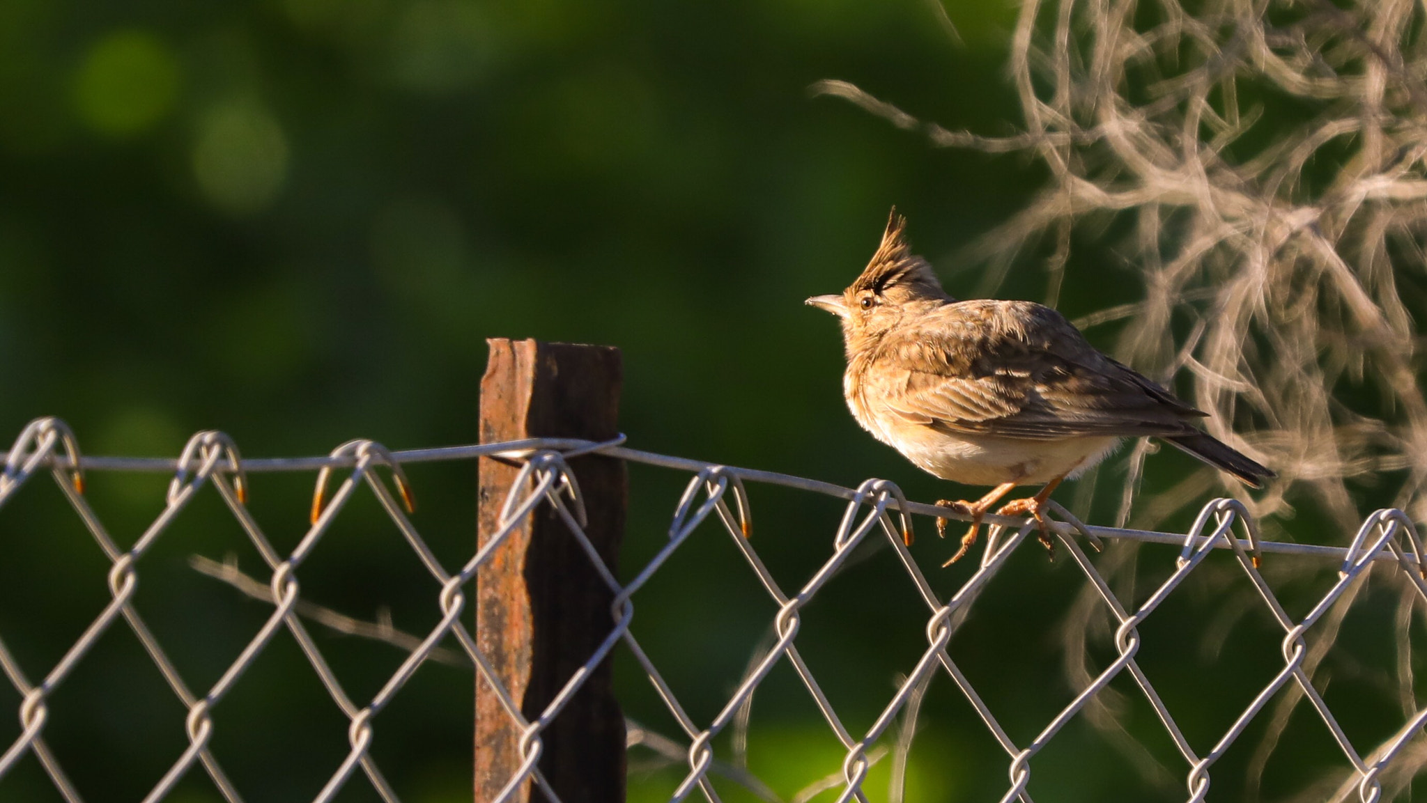 Canon EF 70-200mm F2.8L IS II USM sample photo