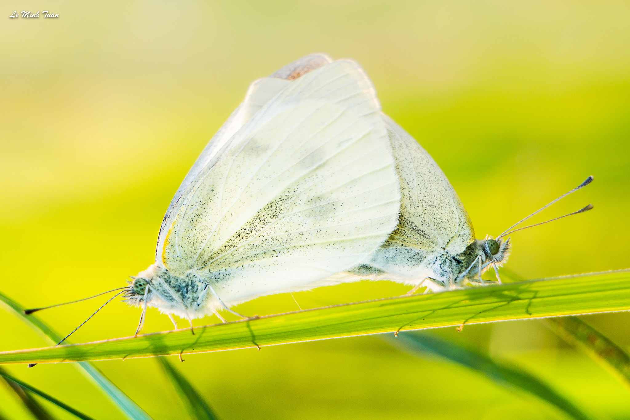 Sony Alpha NEX-7 + Sony E 55-210mm F4.5-6.3 OSS sample photo. Butterflies mating photography