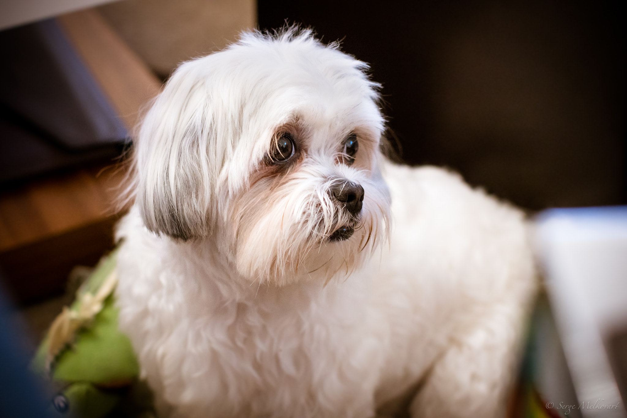 Sony a7R II + Canon EF 50mm F1.2L USM sample photo. Poppy photography