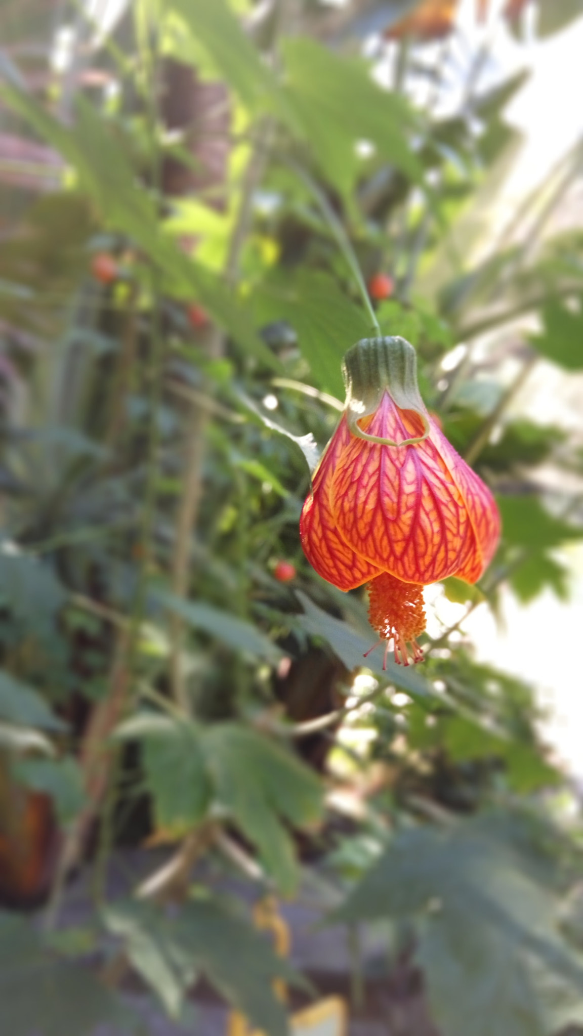 Xiaomi HM Note 2 sample photo. Red lantern photography