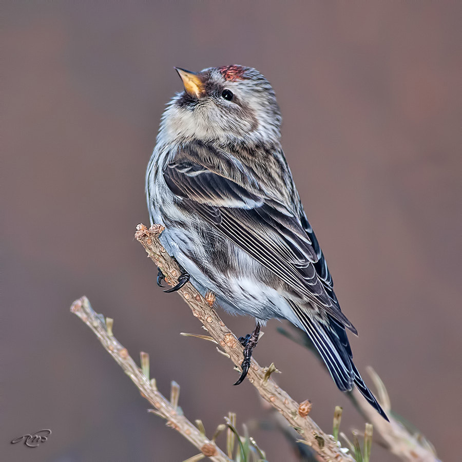 Canon EOS 40D + Canon EF 400mm F5.6L USM sample photo. Common redpoll photography