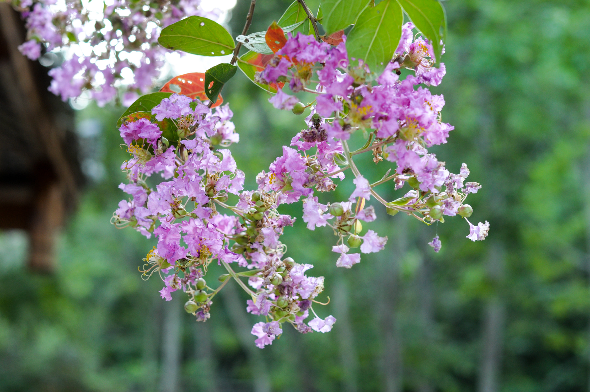 Nikon D90 + Sigma 50mm F1.4 EX DG HSM sample photo. Dsc photography