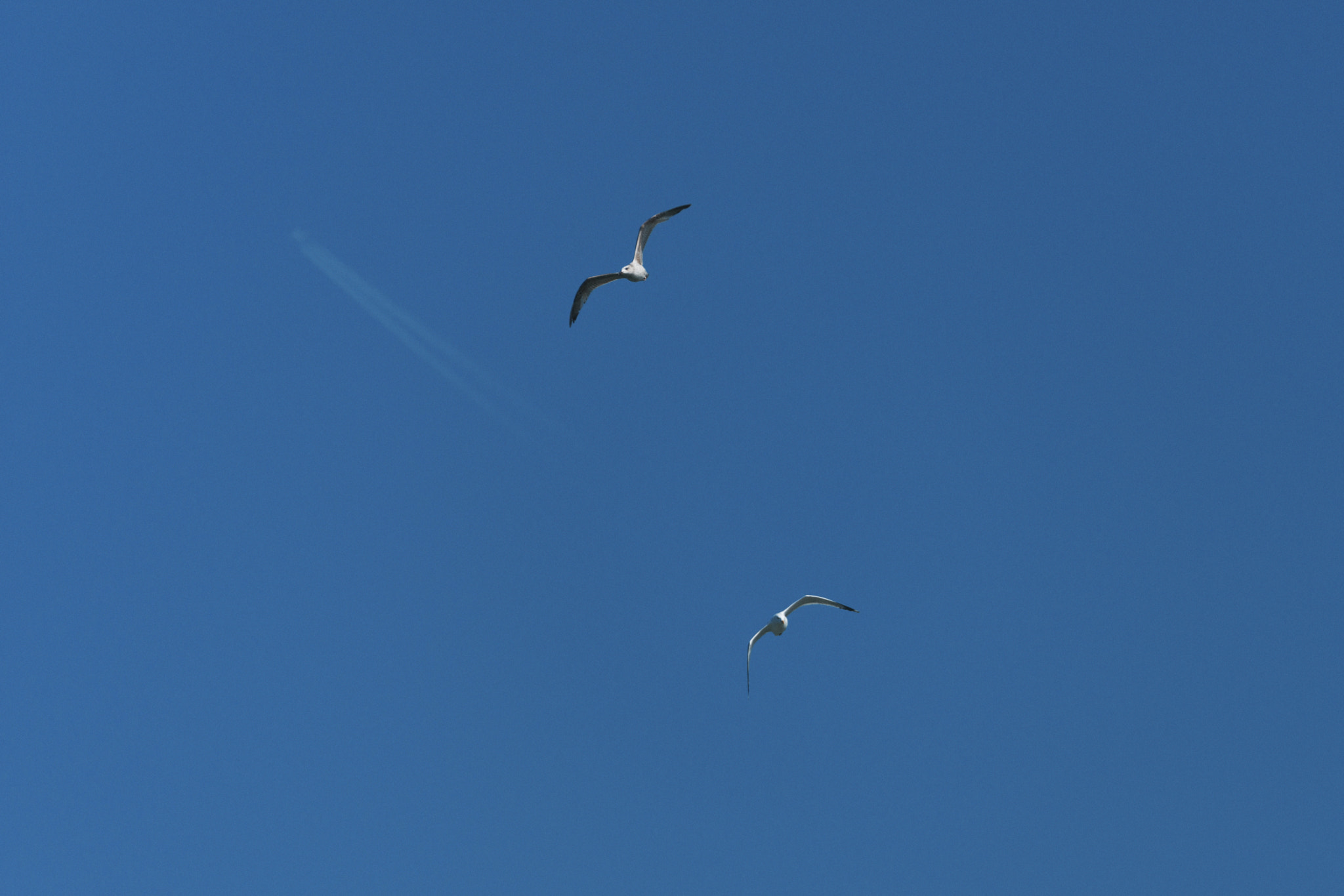 Sigma 150-600mm F5-6.3 DG OS HSM | S sample photo