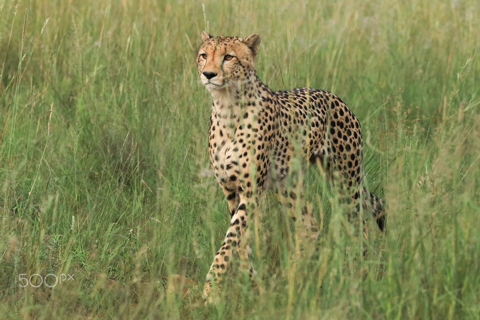 150-600mm F5-6.3 DG OS HSM | Contemporary 015 sample photo. Cheetah on the hunt. photography