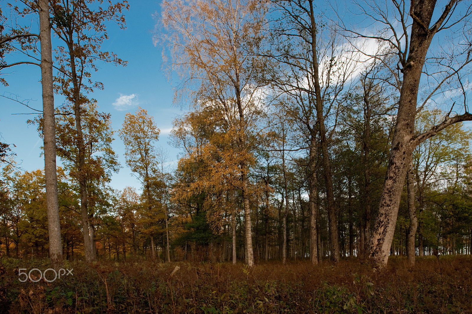 Nikon PC-E Nikkor 24mm F3.5D ED Tilt-Shift sample photo. Borre photography
