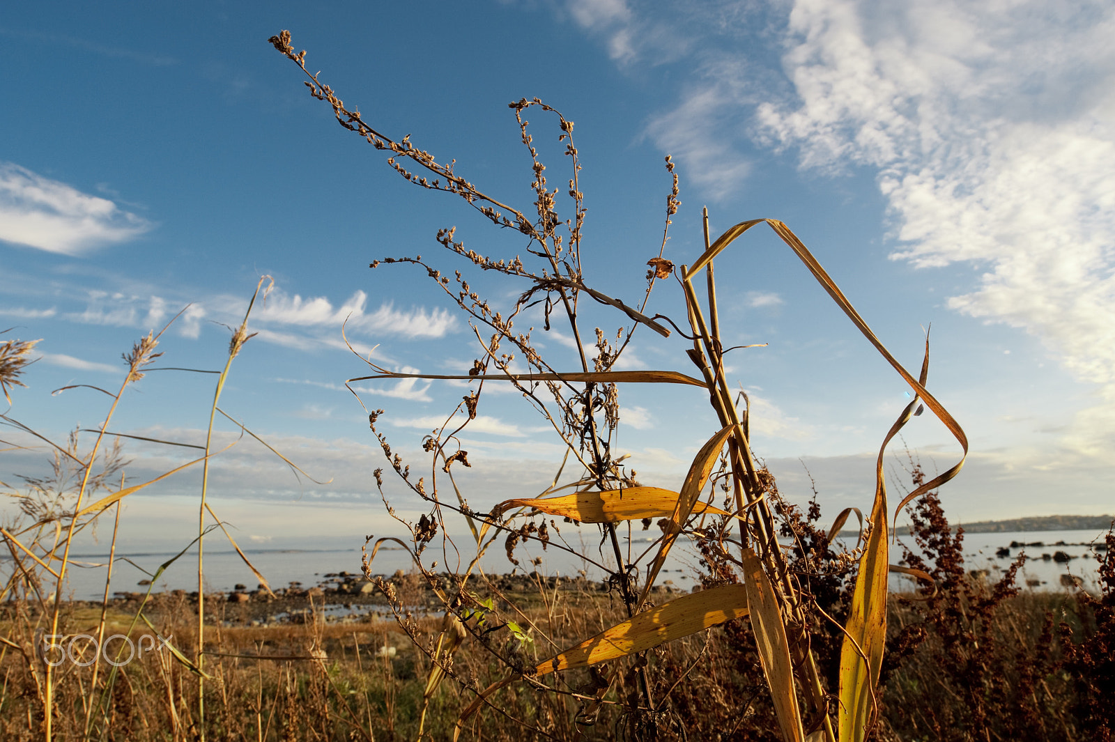 Nikon D700 + Nikon PC-E Nikkor 24mm F3.5D ED Tilt-Shift sample photo. Borre photography