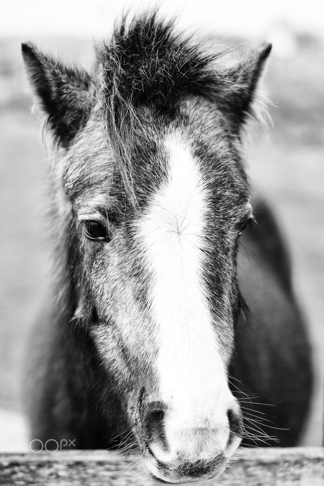 Sony a6300 sample photo. Horse, ligtenbergerdijk, rijssen, the netherlands photography