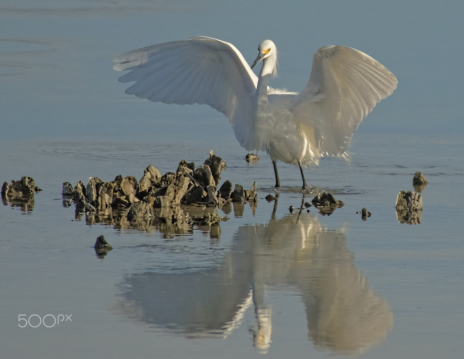 Nikon D500 + Sigma 50-500mm F4.5-6.3 DG OS HSM sample photo. Snowy egret catcthes the morning glow and water's reflection under it's wings. photography