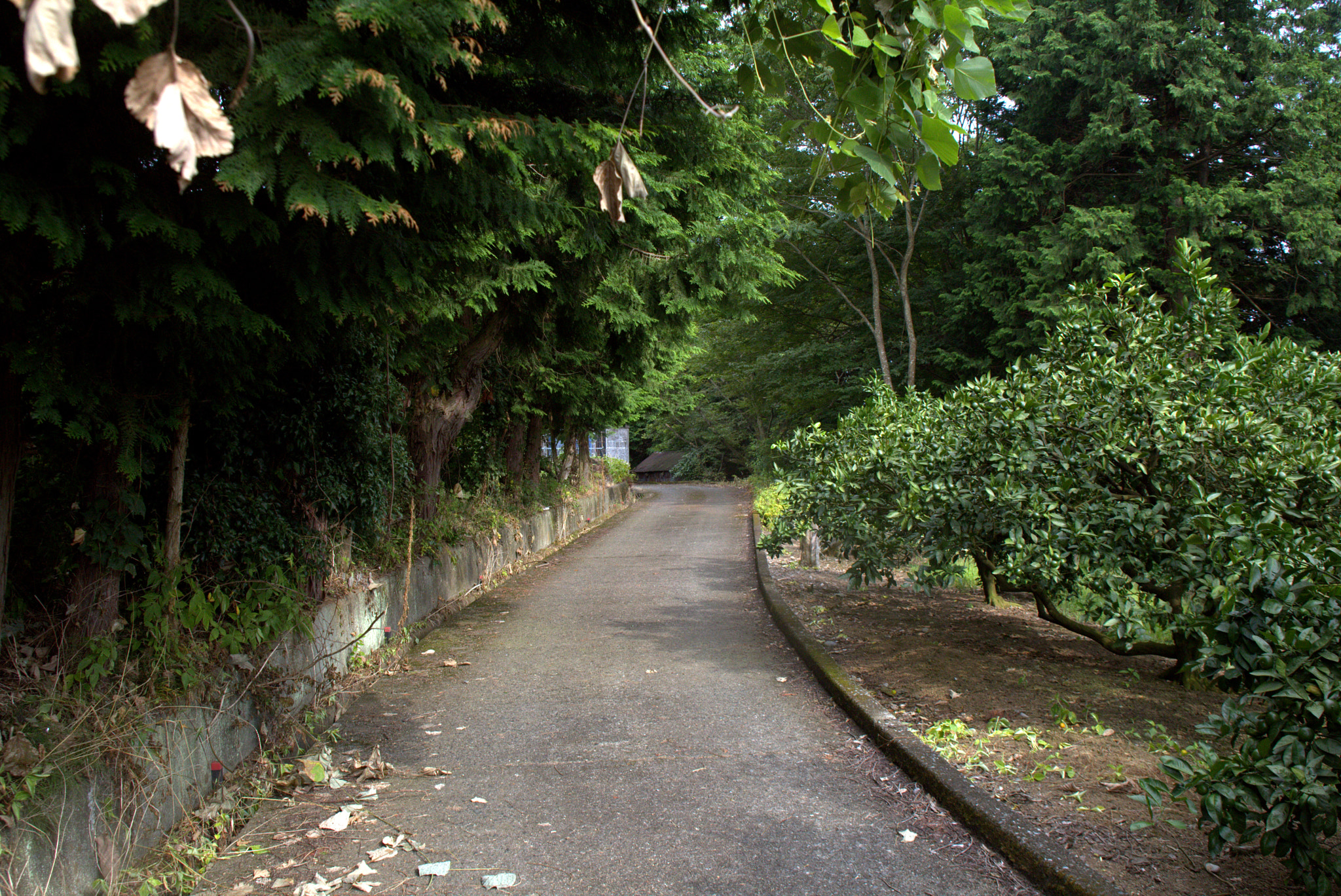 Canon EF 28-105mm f/3.5-4.5 USM sample photo. A winding mountain road in japan. photography