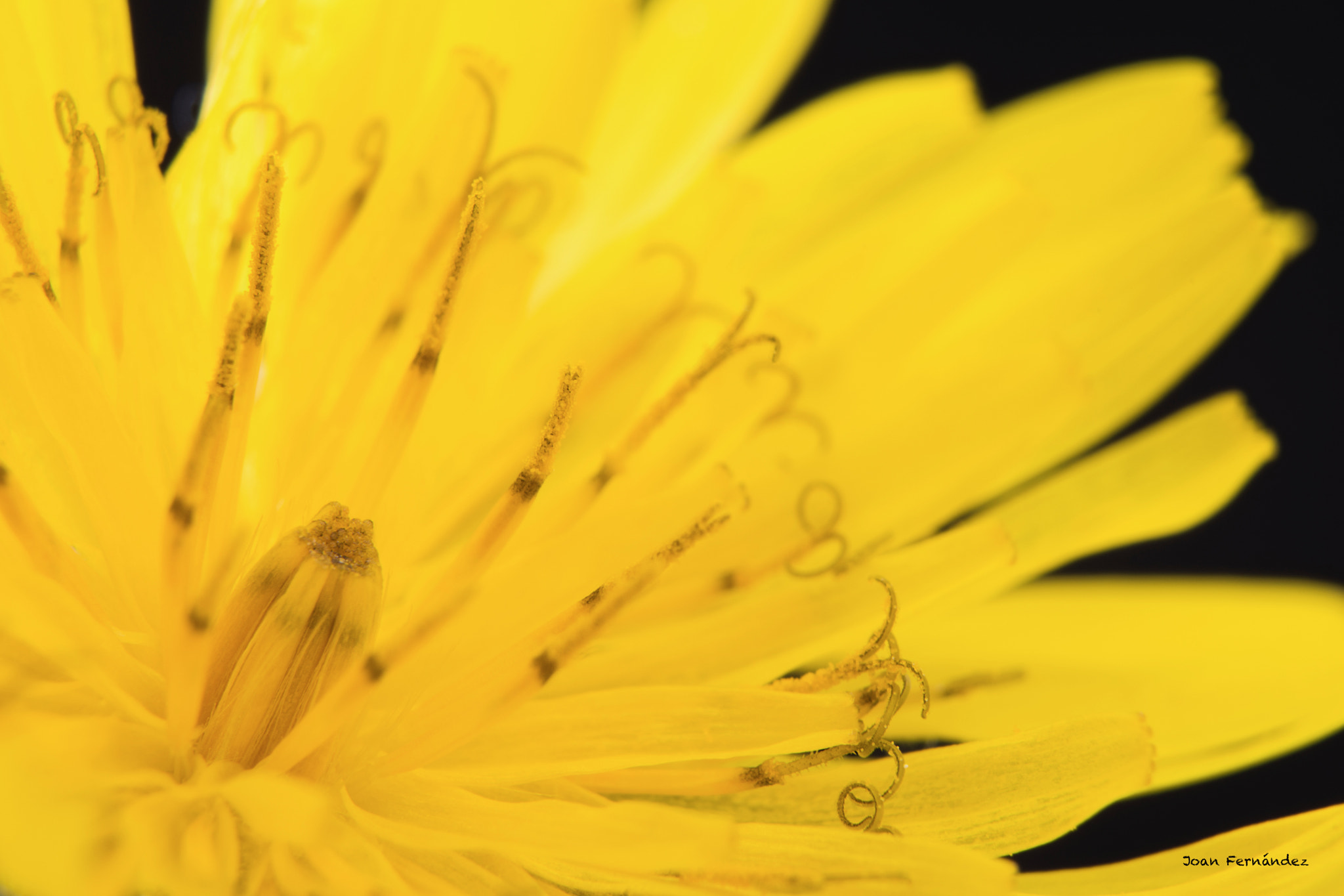 Nikon D7200 sample photo. Yellow life photography