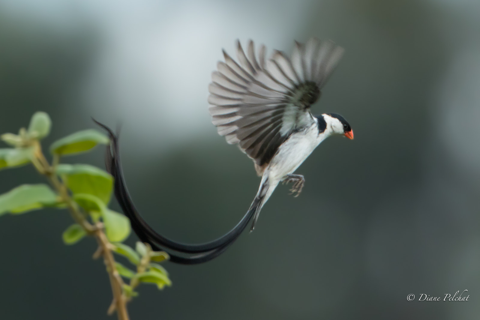 Canon EOS 7D Mark II + Canon EF 300mm F2.8L IS II USM sample photo. Parade of pin-tailed whydah-version-3 photography