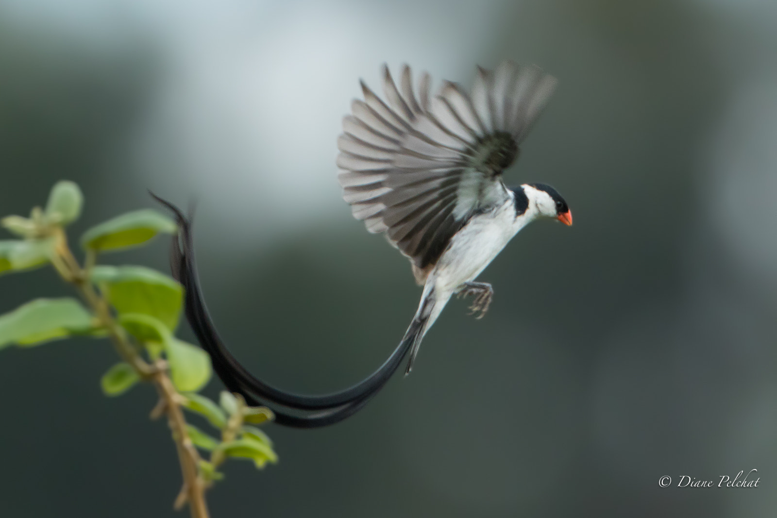 Canon EF 300mm F2.8L IS II USM sample photo. Parade of pin-tailed whydah-version-3 photography