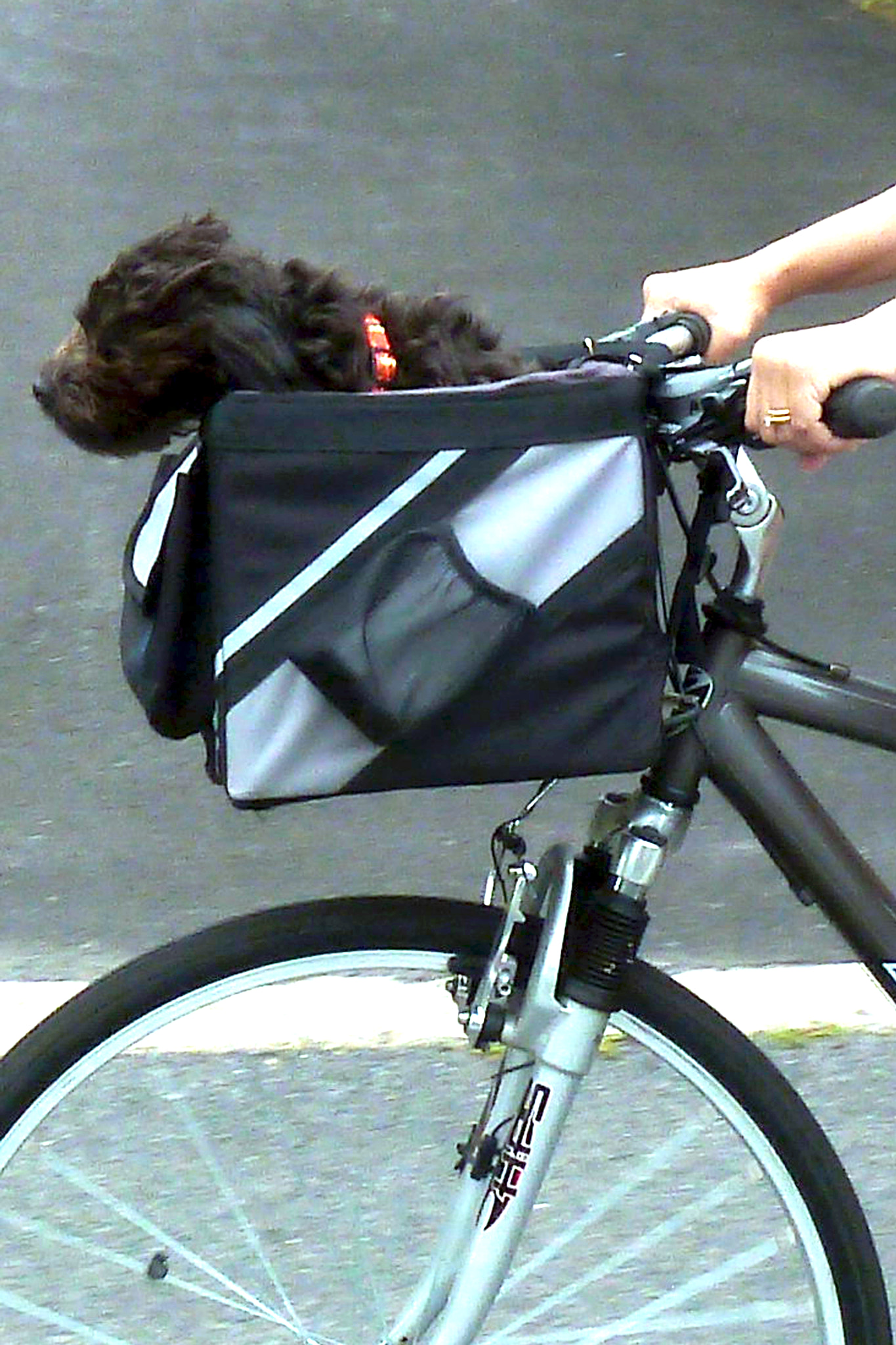 Panasonic Lumix DMC-ZS5 (Lumix DMC-TZ8) sample photo. Woody photography