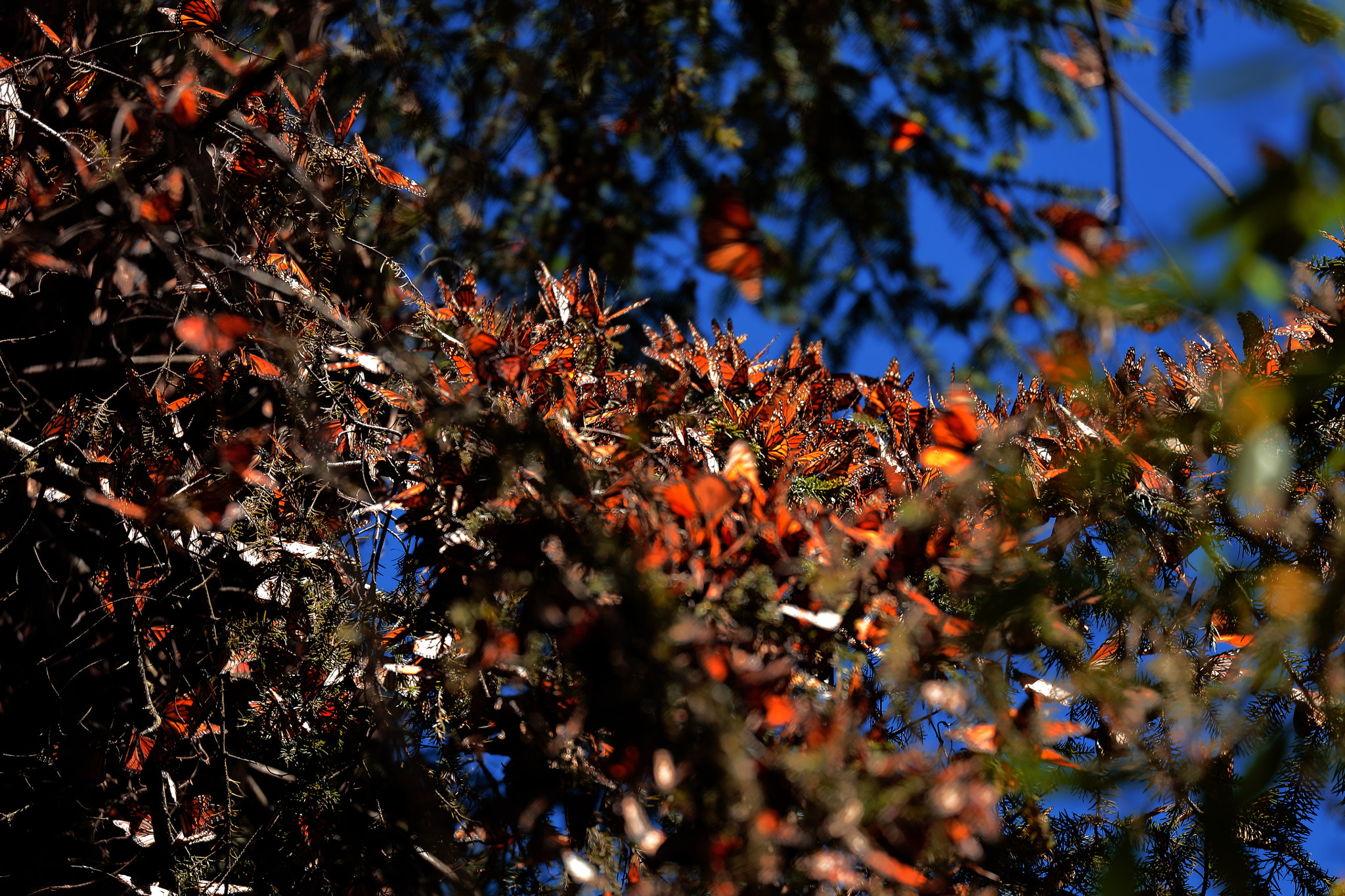 Canon EOS 5DS R sample photo. Mariposas méxico. photography