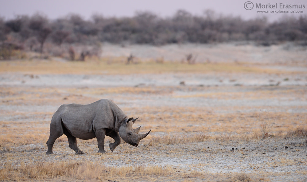 Nikon AF-S Nikkor 400mm F2.8G ED VR II sample photo. Rhino stroll photography